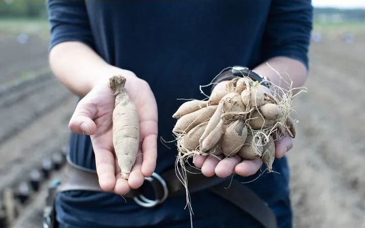 Hands holding dahlia tubers on a flower farm