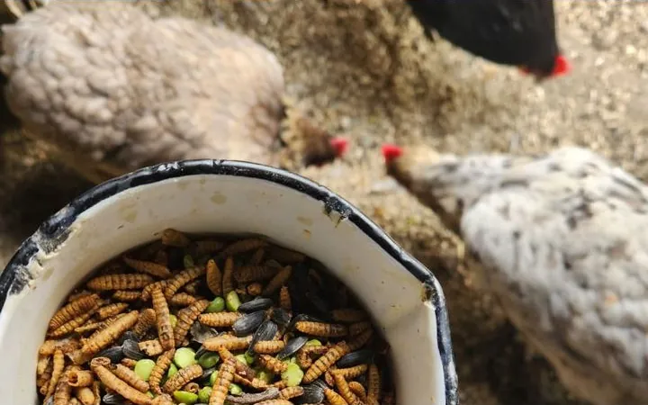 A bowl of treats held out to backyard hens